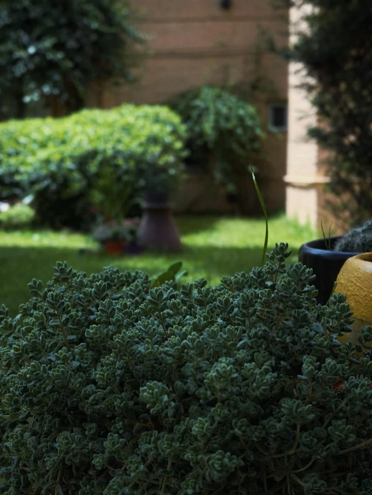 Vegetación y jardín de la residencia